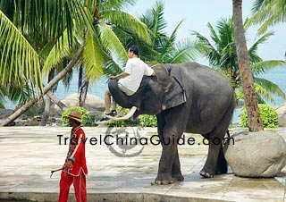 The elephant by the sea